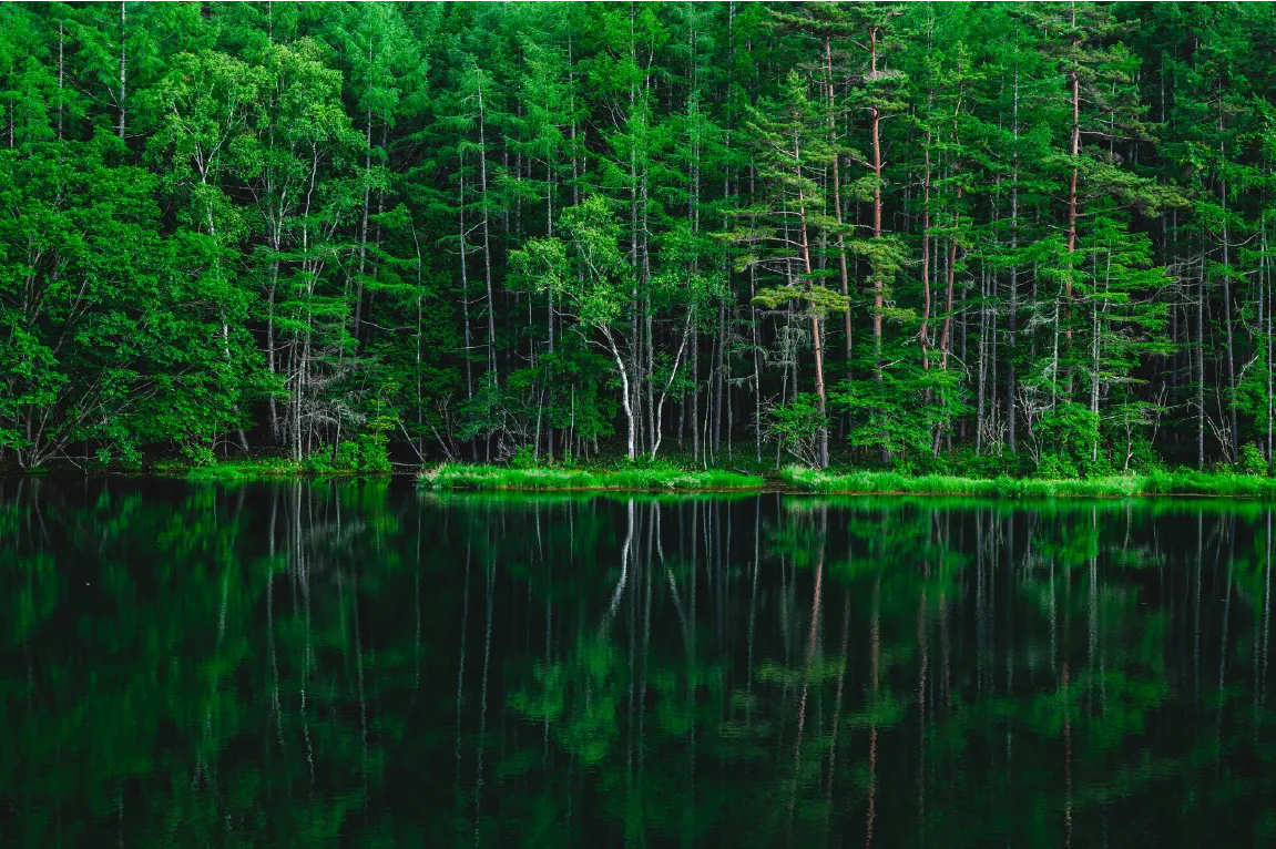 蓼科の森と湖の風景